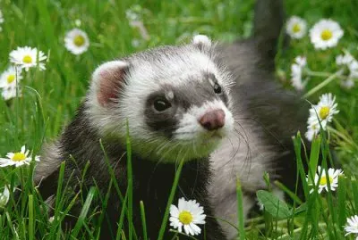 furetto