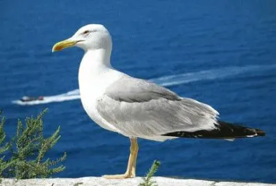 gabbiano