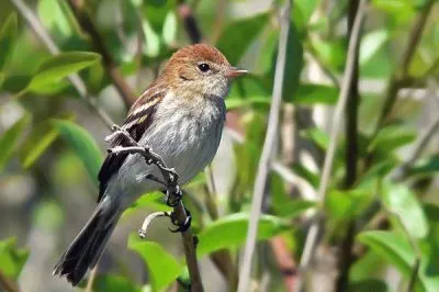 mosqueta estriada jigsaw puzzle