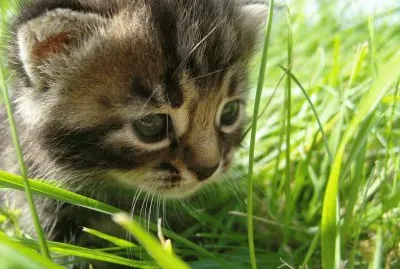 husmeado jigsaw puzzle