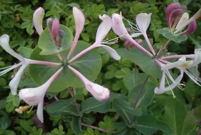 madreselva jigsaw puzzle