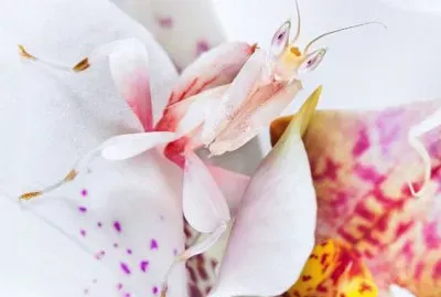 orchid mantis jigsaw puzzle