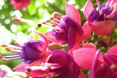 פאזל של Fushia in the Sun