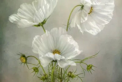 פאזל של imagens