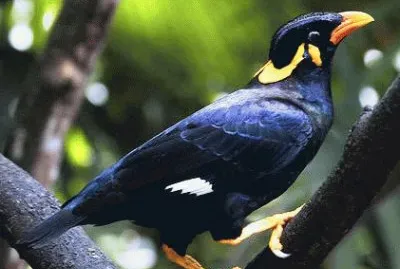 gracula religiosa jigsaw puzzle