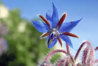 פאזל של imagens