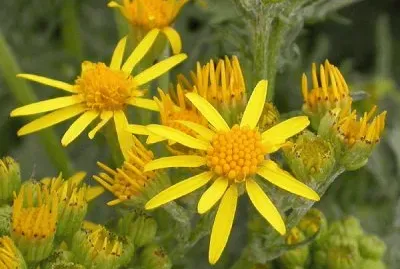 imagens jigsaw puzzle