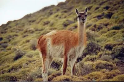 guanaco