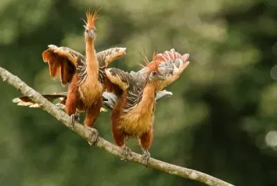 hoatzin