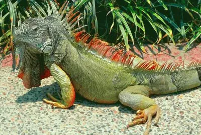 iguana