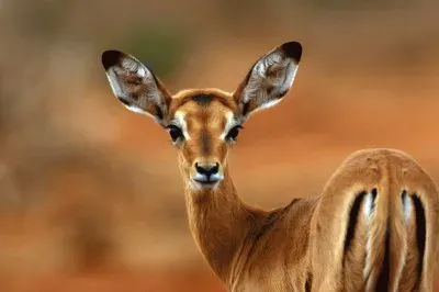 impala