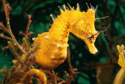 ippocampo