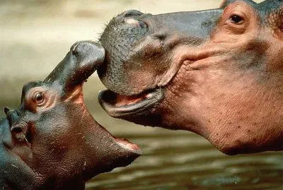 ippopotamo
