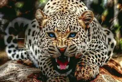 leopardo