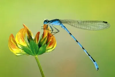 libellula