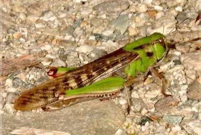 locusta