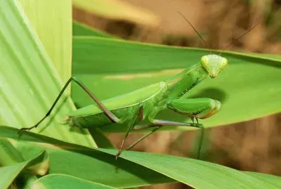 mantide religiosa