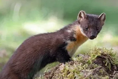 פאזל של martora