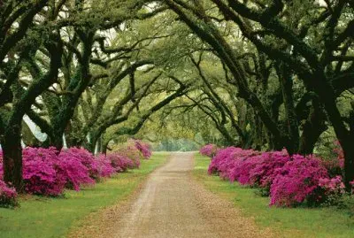 Tree Lined Driveway-Mississippi