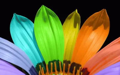 פאזל של multicolor