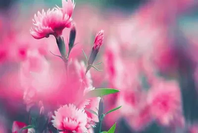 imagens jigsaw puzzle