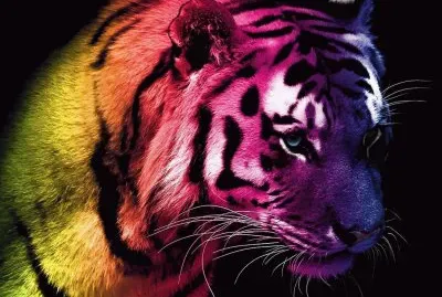 פאזל של multicolor