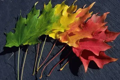 multicolor jigsaw puzzle