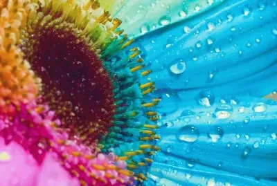 פאזל של multicolor