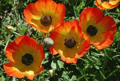 פאזל של imagens