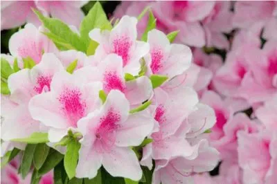 פאזל של æœéµ‘