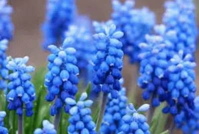 é¢¨ä¿¡å­. jigsaw puzzle