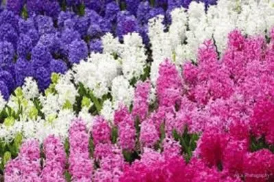 é¢¨ä¿¡å­. jigsaw puzzle