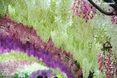 ç´«è—¤ jigsaw puzzle