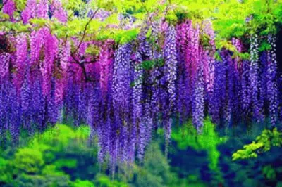 ç´«è—¤ jigsaw puzzle