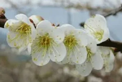 æ¢…èŠ± jigsaw puzzle