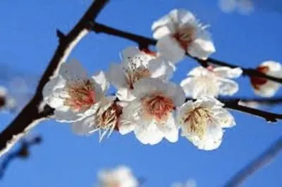 æ¢…èŠ± jigsaw puzzle