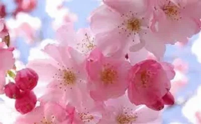 æ¢…èŠ± jigsaw puzzle