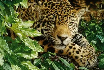 jaguar jigsaw puzzle