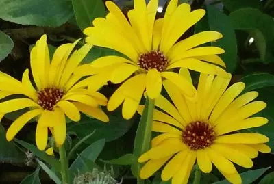 calÃ©ndulas jigsaw puzzle