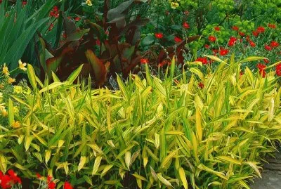jardÃ­n