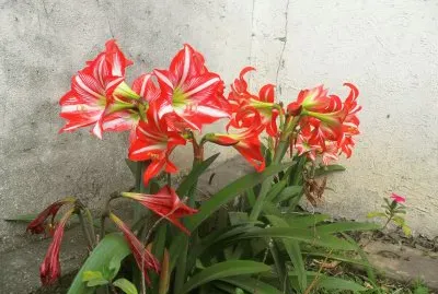 פאזל של Flores y otros