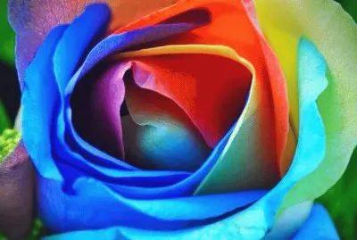 Its a Rainbow Rose