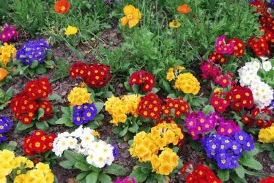 פאזל של flores