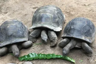 Tartarugas Gigantes