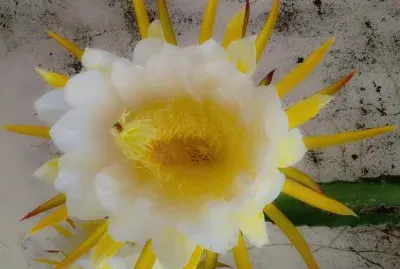 Flor de Cáctus