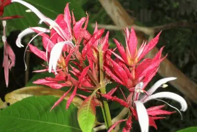 פאזל של PavÃ³n Flores