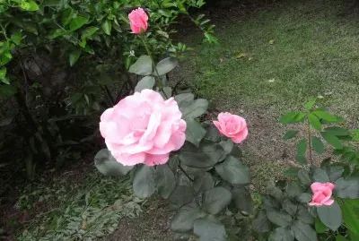 Rosas