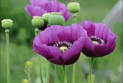 פאזל של imagens