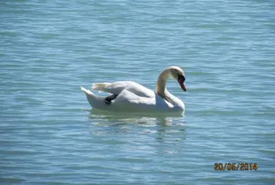 ×‘×¨×‘×•×¨