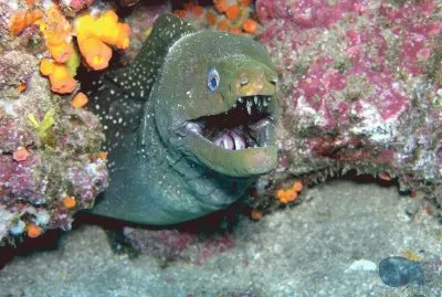 murena jigsaw puzzle